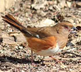 too many birds to count, pets animals, Rufus sided Towhee female