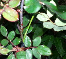 trying to graft my rose bush, gardening