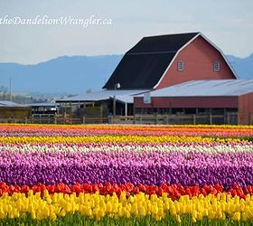 the skagit valley tulip festival tulip town follow the rainbow, gardening