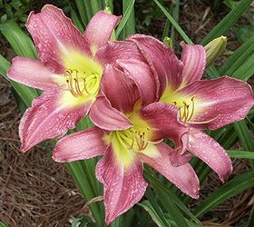 spring topdressing, flowers, gardening, perennials, daylilies