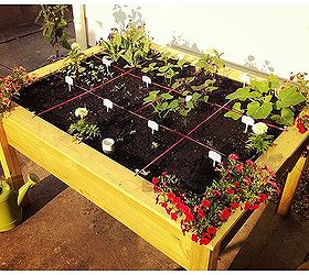 raised garden bed organic salad table 2012, container gardening, diy, flowers, gardening, raised garden beds, 1 Companion Flowers Marigold Petunia and Zinnia are the cheerleaders of veggie teams