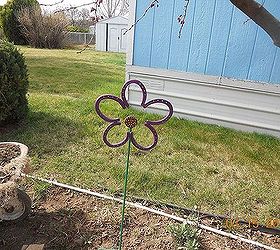 my first flower of spring, flowers, gardening