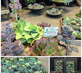 hits and misses at the bc home and garden show, flowers, gardening, landscape, succulents