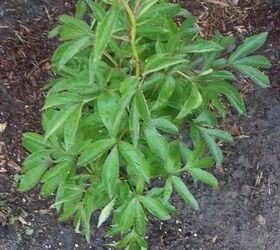 another garden area, gardening, I finally found a Dr Alexander Fleming Peony