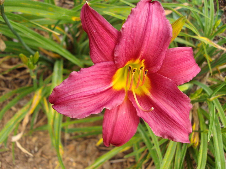 Transitioning To Summer Flowers Here In Georgia Hometalk Transitioning To Summer Flowers Here In Georgia Gardening Red Stella