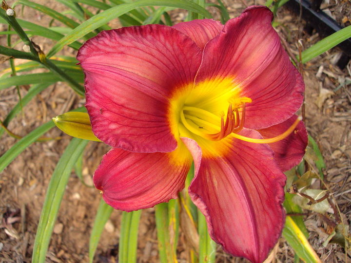 Transitioning To Summer Flowers Here In Georgia Hometalk Transitioning To Summer Flowers Here In Georgia Gardening Perfect