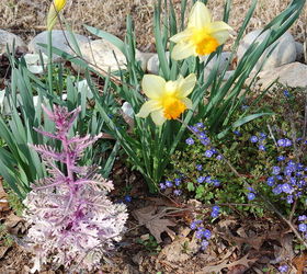 it s not too late in metro atlanta to plant spring blooming bulbs i have had, gardening