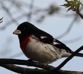 too many birds to count, pets animals, Rose Breasted Grosbeak male