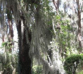 bottlebrush shrub on st simons island, gardening