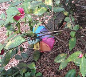 my camelias are blooming they aren t supposed to bloom yet are they i even have, gardening