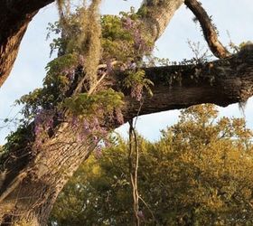 bottlebrush shrub on st simons island, gardening