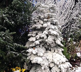 hits and misses at the bc home and garden show, flowers, gardening, landscape, succulents