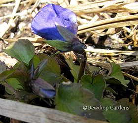 finally spring blooms, gardening, Pansies planted last fall putting out new buds