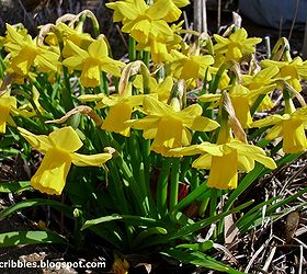 our first round of spring blooms in our gardens, gardening, These mini Narcissus are such a treat I definitely need to plant more of these bulbs for next year