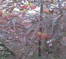 my love affair, gardening