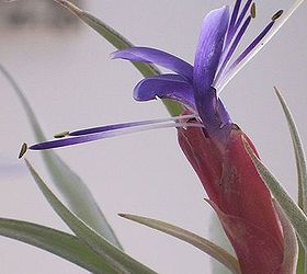 tillandsia air plant in bloom today, gardening