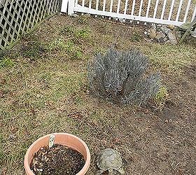 my perennial garden year 2, flowers, gardening, perennials, bed to left of path Lavender plant survived the winter some wildflowers starting to come up near the lattice