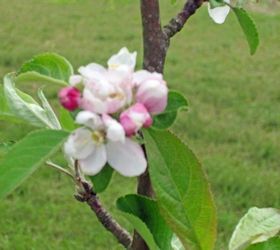 the beginning of our fruit orchard, flowers, gardening, hibiscus, Apple Tree Blooms Aren t they just beautiful