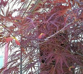 my love affair, gardening, Red Dragon