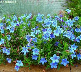 Blue Perennial Flowers Try Lithodora An Update With New