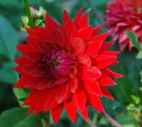 Dahlias in Bloom Hometalk