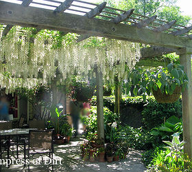 magnificent wisteria easy pruning for spectacular blooms, gardening, The vine provides shade in the summer and sunlight in the winter after the leaves have fallen