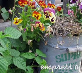 little city garden before and afters, flowers, gardening, perennials, ponds water features, raised garden beds, urban living, Year 4 I leave the pansies in the fall to go to seed and they come back on their own in the spring