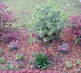 things are looking brighter, gardening, landscape