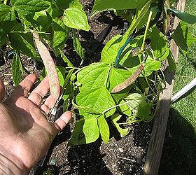 square foot vegetable garden my first attempt, gardening, my heirloom beands from the indians 1840 s
