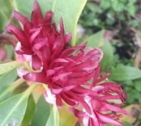 things are looking brighter, gardening, landscape