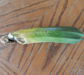 How do you prevent zucchini rot? Hometalk