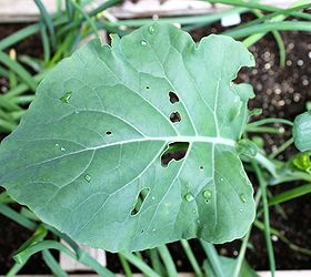 did the slugs snails enjoy eating up your garden last summer, container gardening, gardening, You can imagine how upset we were when something started eating our produce before we had a chance to