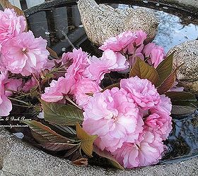 april blooms, flowers, gardening, succulents, Flowering Cherry Blossoms dress the birdbath