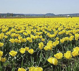 roozengaarde tulips, gardening, Fields of Tulips at La Connor