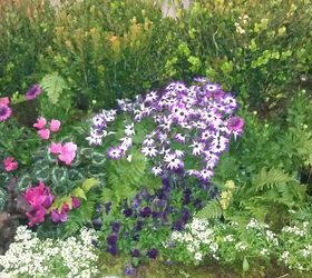 pics from 2013 southeastern flower show in atlanta, flowers, gardening