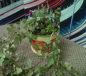 ivy anne marie, gardening, Per Donna s instructions I ll be using liquid Miracle grow about once a month and keeping her in shade or partial shade