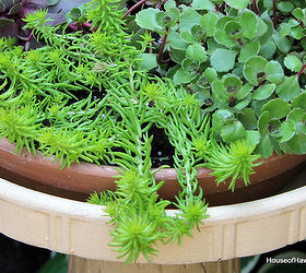birdbaths aren t just for birds anymore, gardening, repurposing upcycling, Angelina Sedum