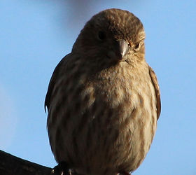 too many birds to count, pets animals, House Finch female