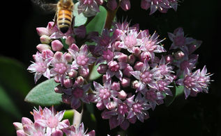 Great Perennials For Shade All Of Them Deer Resistant