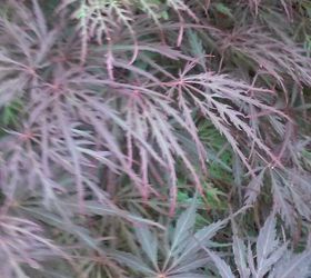 my love affair, gardening