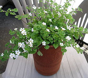 container gardening, container gardening, gardening