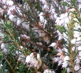 itching for spring plant id contest, gardening, 2