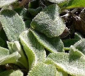 itching for spring plant id contest, gardening, 8