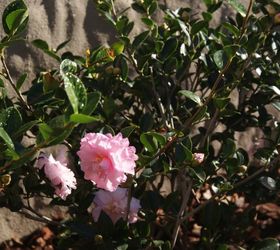 new sims landscape photos, gardening, landscape, Close up of Camellia cotton candy special order from Sims Landscape