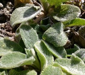 of children curiosity and creating a new generation of earth stewards, flowers, gardening, Soft and furry Lamb s Ear even a great name for kids to absorb