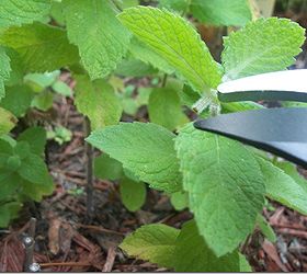 How to cut Herbs Hometalk