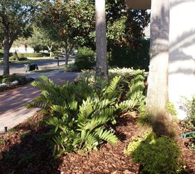 new sims landscape photos, gardening, landscape, Cardboard palms are related to the Sago but with fewer bug issues