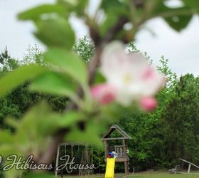 the beginning of our fruit orchard, flowers, gardening, hibiscus, I can work in he garden and watch the children play good deal