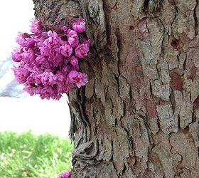 american redbud tree a classic, flowers, gardening