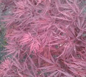 my love affair, gardening